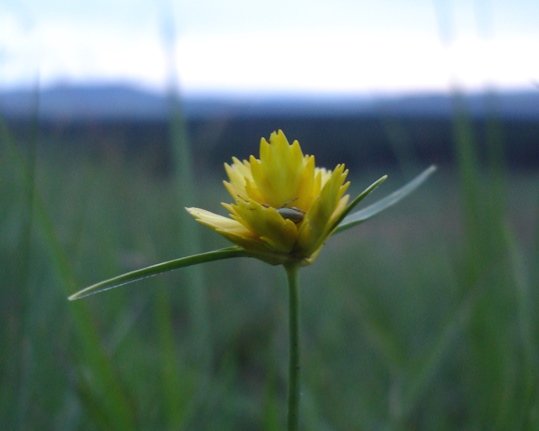 Cyperus sphaerocephalus flowers